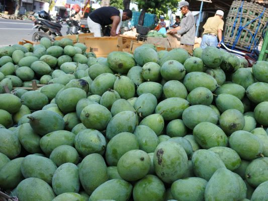 Jawa Timur Ekspor 1,3 Ton Mangga ke Singapura