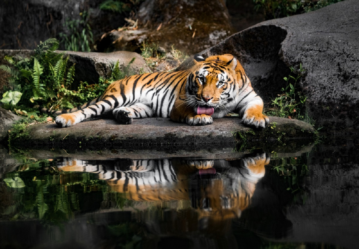 Mengapa Harimau Jawa Bisa Punah? Yuk Telusuri Sejarahnya!
